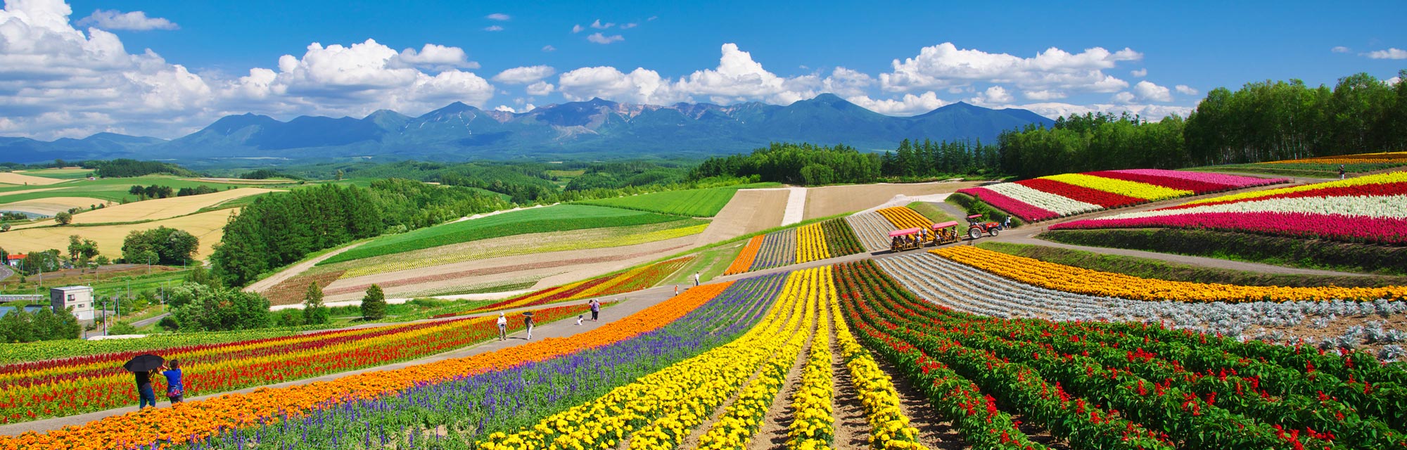 新婚旅拍(pāi)(圖3)